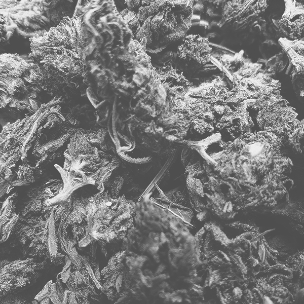 canhify hemp biomass photo