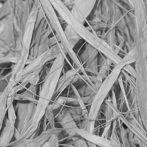 canhify hemp fiber photo